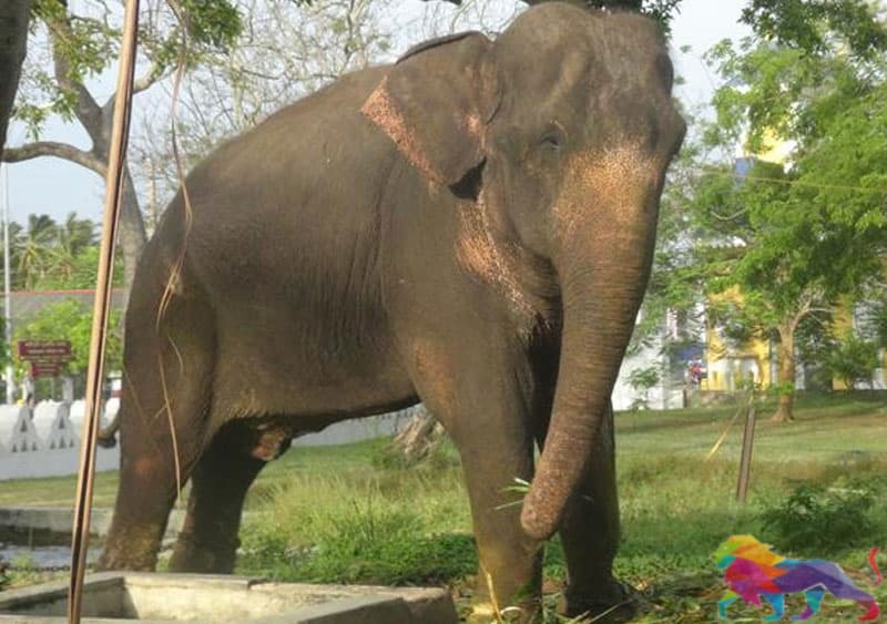 பழக்கப்பட்ட யானைகளில் பாதிக்கும் மேற்பட்டவை வீடுகளில் உள்ளன!