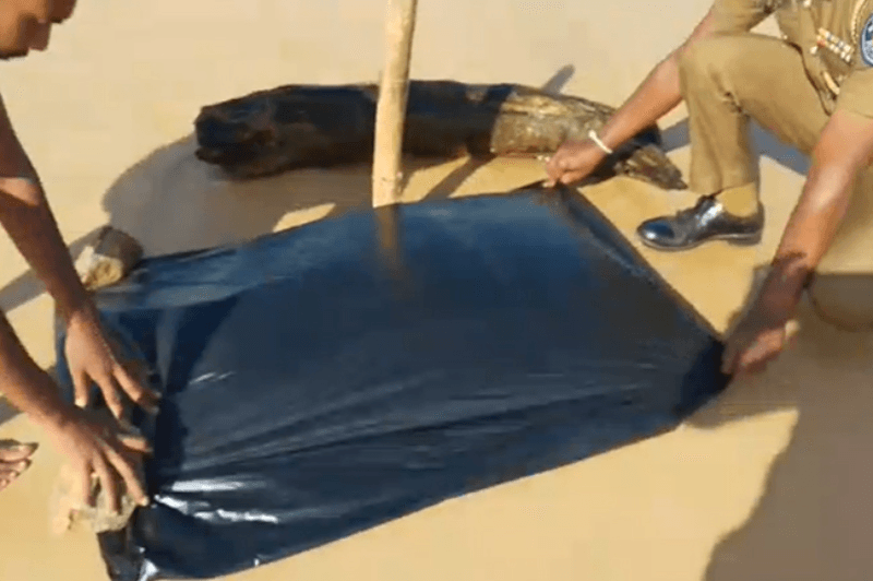 உடலிலிருந்து துண்டிக்கப்பட்ட மனிதத் தலை அளுத்கமவில் கரை ஒதுங்கியது!