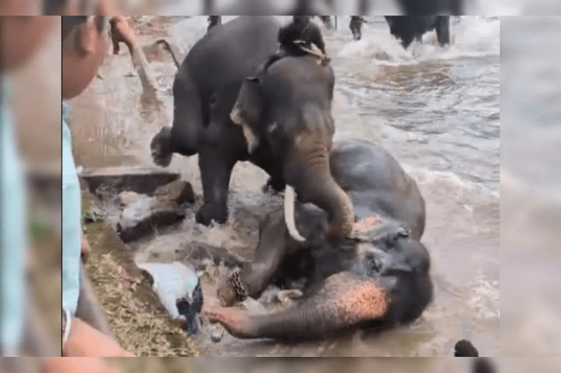 கர்நாடகாவில் கொடூரம்: இரண்டு யானைகளின் மோதலில் சிக்கி சுற்றுலாப்பயணி பலி!