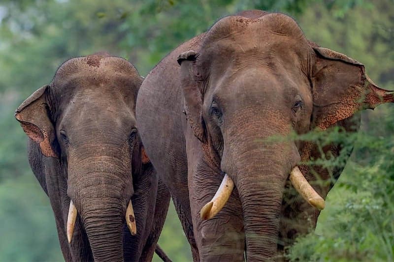 காடுகள் அழிந்து, யானைகள் மடியும் போது நாடும் வீழ்ச்சியடையும்!