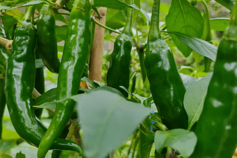 பச்சை மிளகாய் கிலோ ஒன்றின் விலை ரூ. 1,500ஐ கடந்தது!