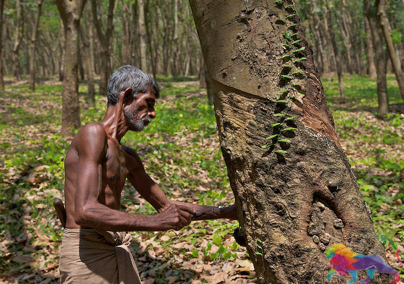இறக்குமதி செஸ் வரியை அகற்றுதல்: ரப்பர் செய்கையில் ஈடுபடும் 300,000 குடும்பங்கள் அநாதரவாகியுள்ளனர்!