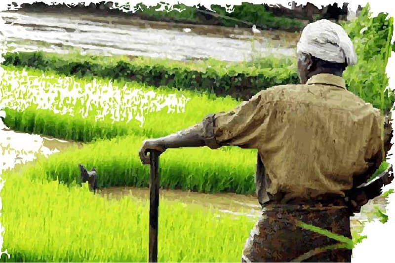 பெரும்போக நெல் அறுவடையில் 15%ஐ இழக்க நேரிடும் அபாயம்…