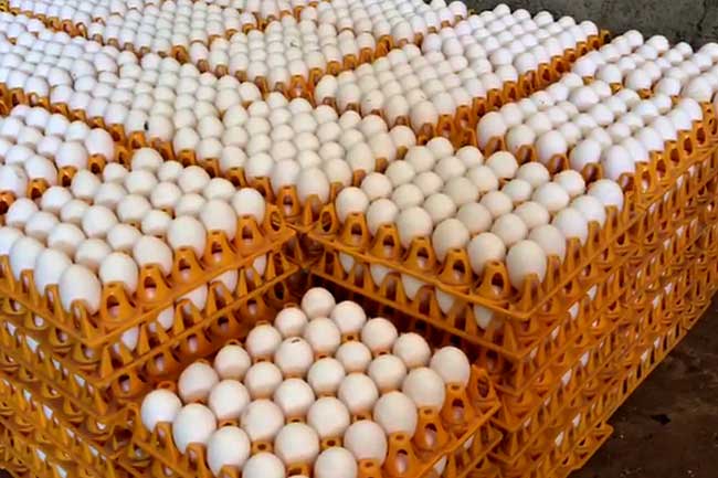 இந்தியாவில் இருந்து முட்டை இறக்குமதிக்கு மீண்டும் அனுமதி!