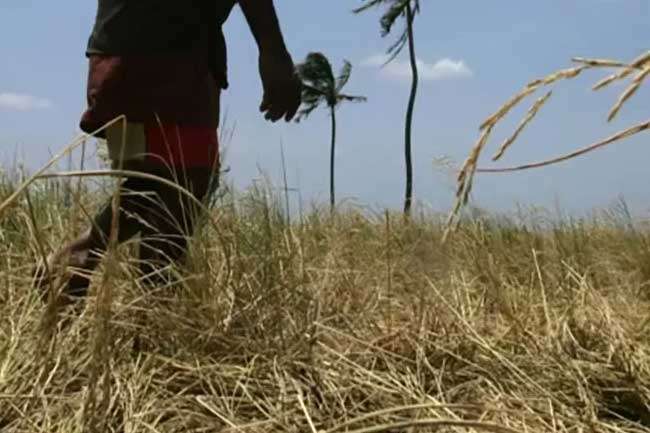 6 வகையான பயிர் சேதங்களுக்கு மாத்திரமே நட்டஈடு!