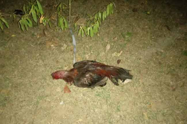 சண்டை கோழிகளுடன் 7 பேர் கைது