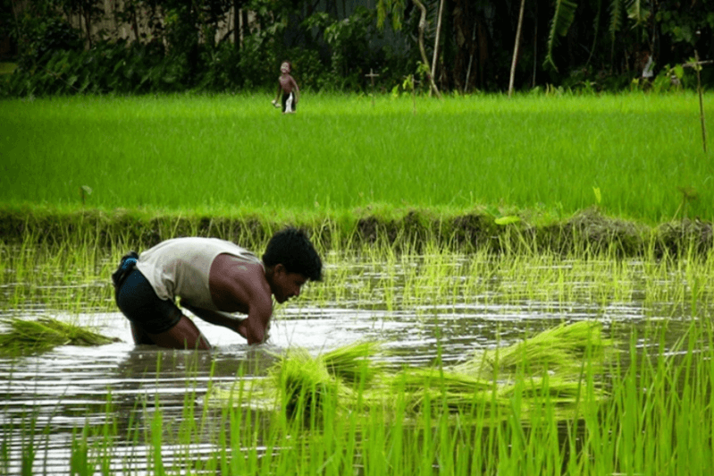 விவசாயிகளுக்கான காப்புறுதி மாதம்; பயிர் சேதங்களுக்கான காப்புறுதி விபரங்கள் இதோ!
