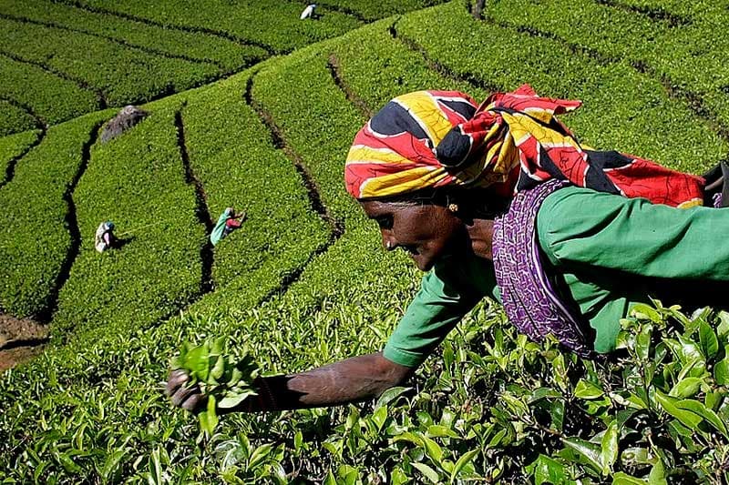 பயன்படுத்தப்படாத அரச தோட்ட நிலங்களை முதலீட்டுக்கு வழங்கும் இரண்டாம் கட்டம் ஆரம்பம்; ஜூன் 30 வரை விண்ணப்பிக்கலாம்!