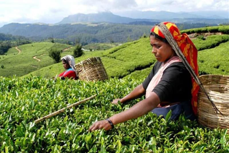 இலங்கையின் தேயிலை ஏற்றுமதியை உயர்த்த பாரிய வரைபு; நாடு தழுவிய ரீதியில் 144 'தேயிலைக் கிராமங்கள்' ஒரே நேரத்தில் ஆரம்பம்!