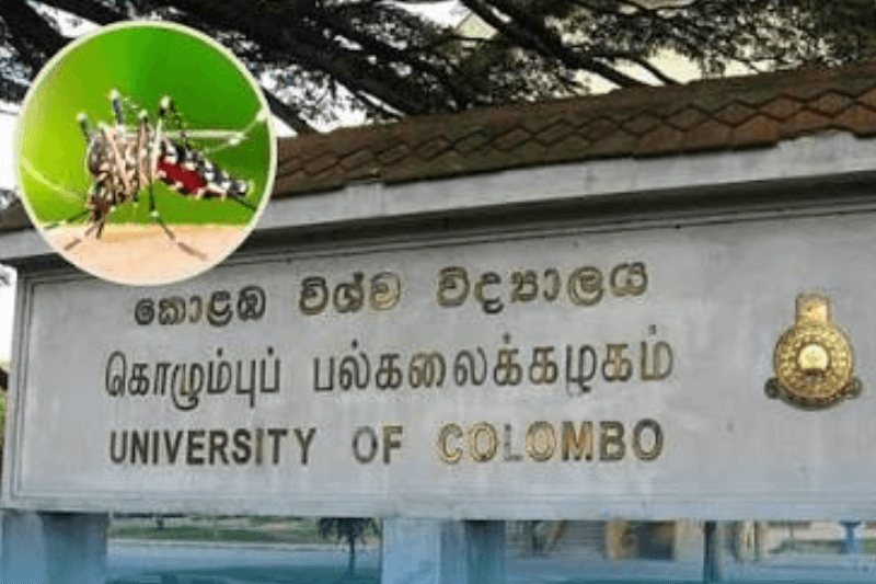 கொழும்பு பல்கலைக்கழக மாணவர்கள் 71 பேருக்கு டெங்கு: ஒரு வாரத்திற்கு விரிவுரைகள் ஒன்லைன் முறைக்கு மாற்றம்!
