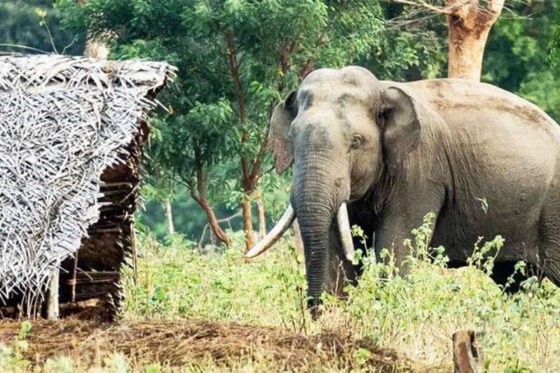 குருணாகல் நகர எல்லையில் புகுந்த காட்டு யானைகள் தாக்குதல்: இருவர் படுகாயமடைந்து வைத்தியசாலையில்!