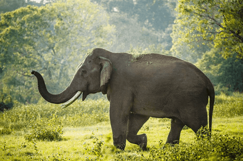 சிகிரியாவில் காட்டு யானை தாக்கி ஹங்கேரி பிரஜை பலி!