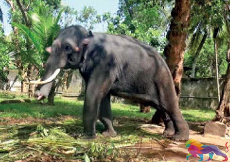 விலங்கு வதைக்கு எதிராக நடவடிக்கை எடுக்கவில்லை என பொலிஸ் மாஅதிபருக்கு எதிராக குற்றச்சாட்டு!