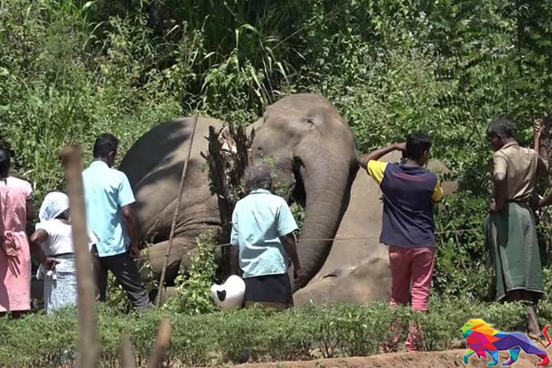 வன விலங்குகளால் ஏற்படும் சேதத்தைத் தடுப்பதற்குப் பதிலாக இழப்பீடு!