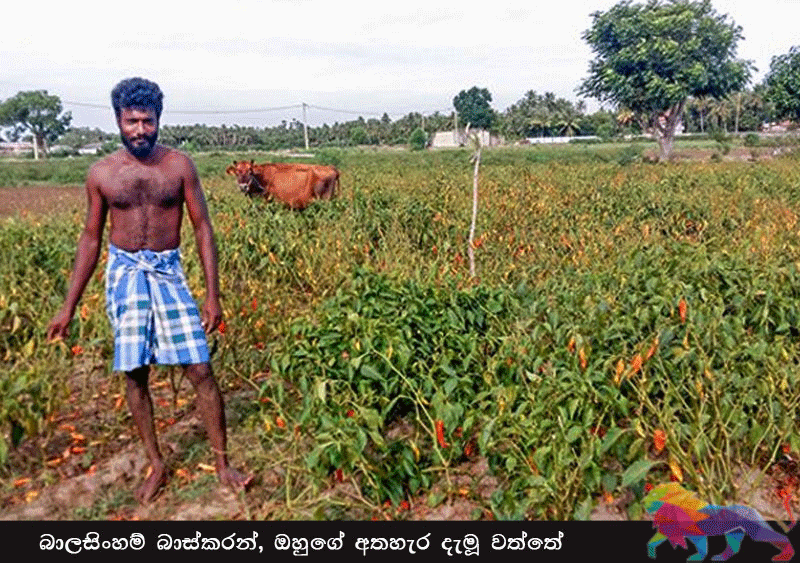 கொரோனாவுக்கு மத்தியில் யாழ்ப்பாணத்தில் காய்கறிகளுக்கு சேதம்!