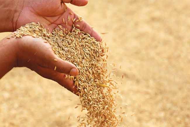 நெல்லை கொள்வனவு செய்ய 3 மில்லியன்