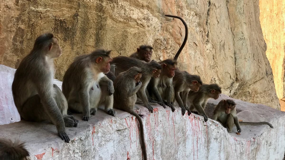 குரங்குகள் குறித்து ஆராய விசேட குழு நியமனம்