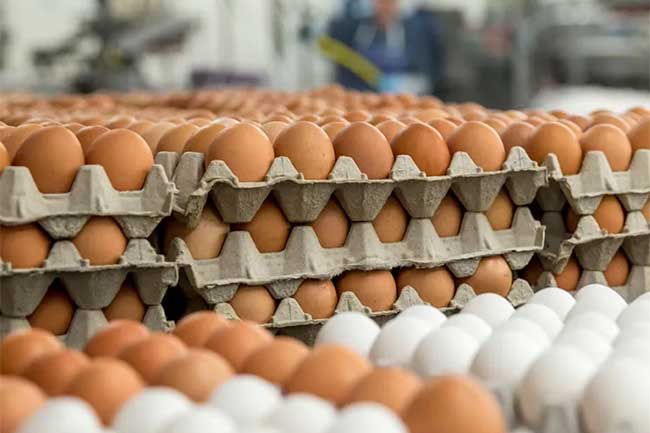 உள்நாட்டு முட்டை விலை 35 ரூபா?