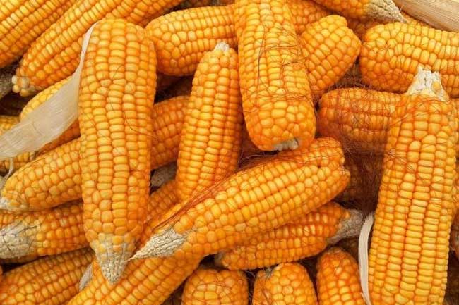 சோளத்திற்கான இறக்குமதி வரி குறைப்பு