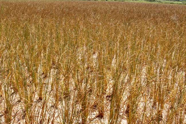46,904 ஏக்கர் நெற்பயிர்ச்செய்கை அழிவு