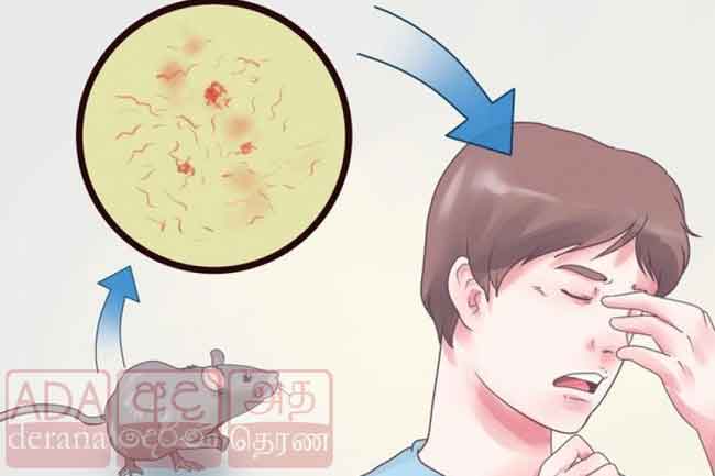 வறட்சியான காலநிலை காரணமாக எலிக்காய்ச்சல் பரவும் அபாயம்!
