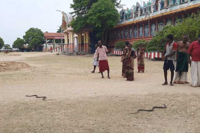 நயினாதீவு நாகபூஷணி அம்மன் கோவிலை வலம் வந்த நாகங்கள்!