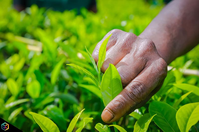தேயிலை மற்றும் மரக்கறித் தோட்டங்களுக்கு இயற்கை உர மானியம் வழங்க அவதானம்