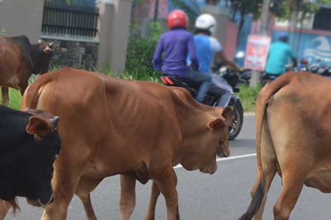 மாடுகளை வௌியே கொண்டு செல்ல தடை