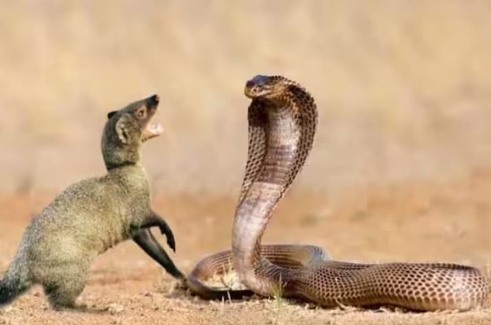 அரசியலில் கீரியும் பாம்பும்