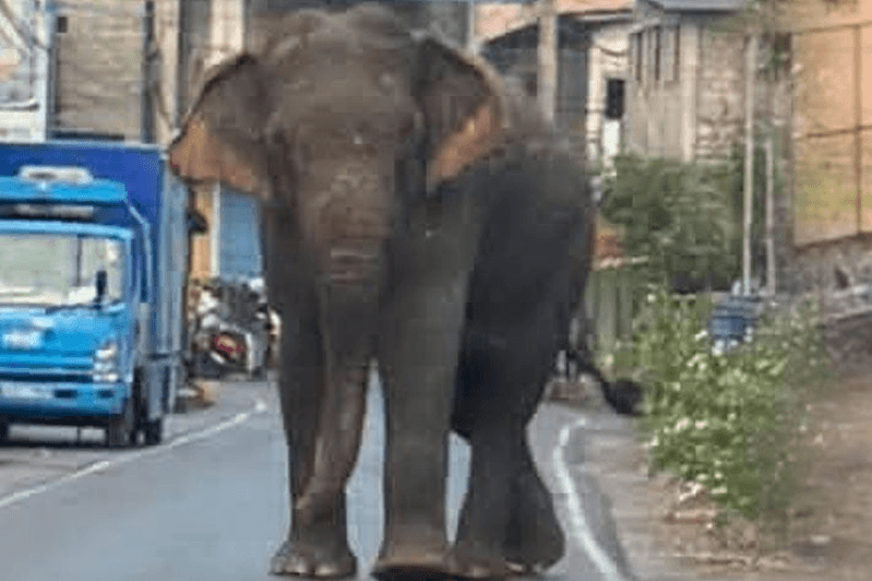 கிராமத்துக்குள் நுழைந்த காட்டு யானைகள் அட்டகாசம்; வாழைச்சேனையில் இருவர் பலி!
